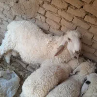 یه قوچ دورگه مخصوص نگهداری|حیوانات مزرعه|هیرمند, |دیوار