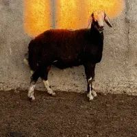 بره قوچ|حیوانات مزرعه|آق قلا, |دیوار