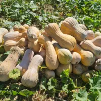 کدو حلوایی شیرین درجه یک
