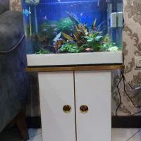 آکواریوم گیاهی|ماهی|همدان, |دیوار