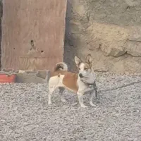 پاکوتاه ماده