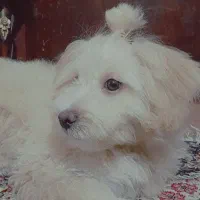 فروش سگ|سگ|کرمان, |دیوار