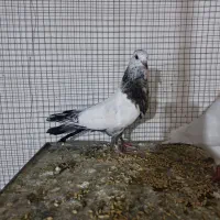 چند جفت جوجه کفتر کاشونی