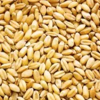 فروش گندم
