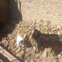 بزغاله نر یک ساله چاق  بره  میش بز  قوچ