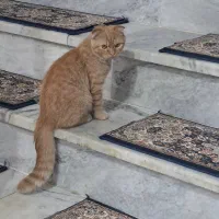 فروش گربە اسکاتیش