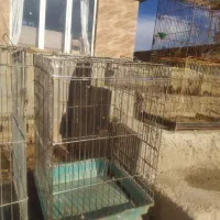 تعدادی قفس،،قناری سهره مرغ عشق ،،عروس وطوطی