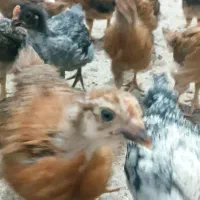 جوجه مرغ و خروس