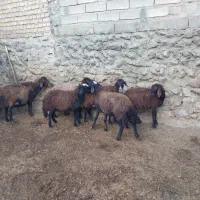 میش شیشک