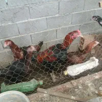 تعدادی مرغ وخروس وجوجه لاری نجات افغان|حیوانات مزرعه|قائمشهر, |دیوار