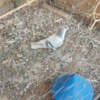 سه عدد گرفتنی . هر سه نر|پرنده|سبزوار, شهرک اندیشه|دیوار