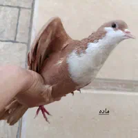 زرد ریشی|پرنده|کرمان, |دیوار