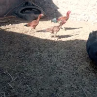 حیوانات  مرغوب خروس