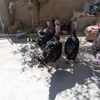 فروش بوقلمون|پرنده|سنندج, |دیوار