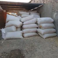 کاه نرم کرمانشاه شهرستان هامون دربستی هم دارم