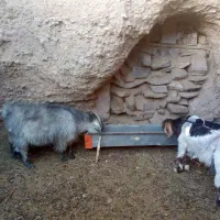 بز چاق فروشی|حیوانات مزرعه|بیرجند, |دیوار