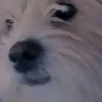 سگ شیتزو کوچولو|سگ|فولادشهر, مسکن مهر فولادشهر|دیوار