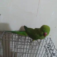 ملنگو یک ساله ماده نیمه دستی