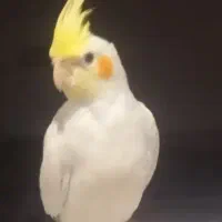 عروس هلندی گم شده خیابان صفا