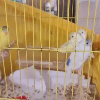 مرغ عشق دستی