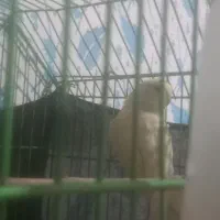 مرغ عشق -خاش