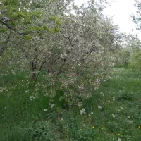 فروش زمین وباغی به،متراژ