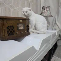 گربه اسکاتیش نر|گربه|قم, بنیاد|دیوار