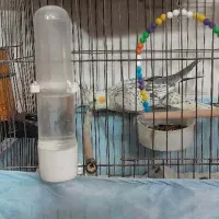 عروس هلندی|پرنده|تهران, خانیآباد|دیوار