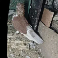 گرگی ماده