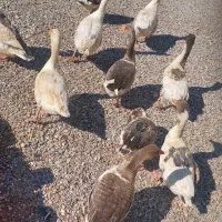 غاز ،بت محلی