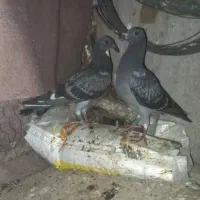 جوجه کفتر