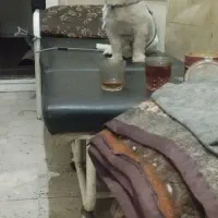 پاکوتاه