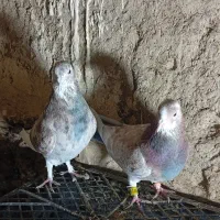 کفتر پرشی|پرنده|سامن, |دیوار