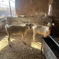 نر بز سانن مناسب جفت گیری (دوبر)