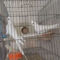 عروس هلندی البینو