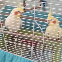 جفت عروس هلندی لوتینو