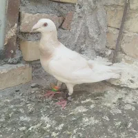 سار کله هما نر