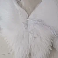 بال فرشته