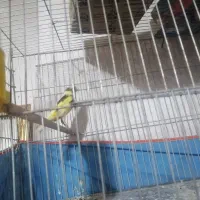 قناری ماده ابلق مست مست|پرنده|کرمان, |دیوار