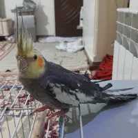 عروس هلندی نر مولد|پرنده|تهران, اسکندری|دیوار