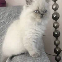 بچه گربه هیمالین