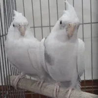 عروس هلندی آلبینو