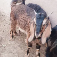 بی نر چاق