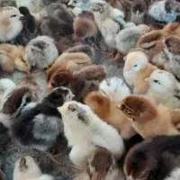 جوجه محلی  اصل  سه روزه 65 زیر قیمت