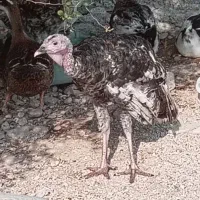بوقلمون نرو ماده
