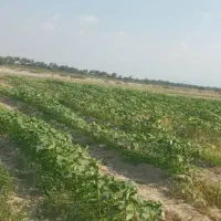 زمین‌باغی‌باکلی‌امکانات‌کشت‌دربیکاه|فروش دفتر صنعتی، کشاورزی، تجاری|بیکاه, |دیوار