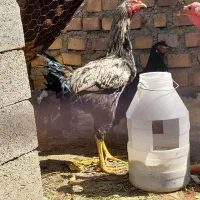 یک جفت مرغ و خروس دو رگه هیکل دار