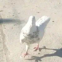 2عدد کفتر فروشی