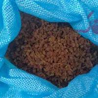 فروش کشمش بدون هسته، سایه خشک