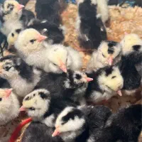 جوجه نژاد گلین و شاخدار سفید